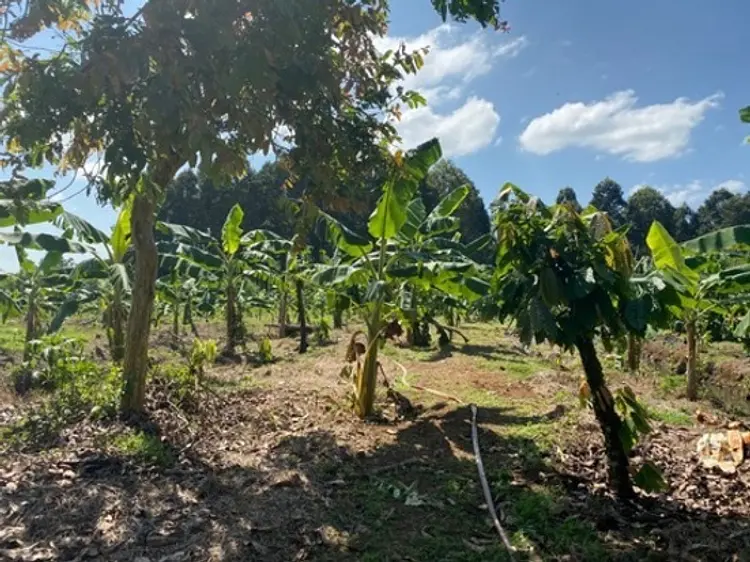 サイゴン・ブルー・トラベル