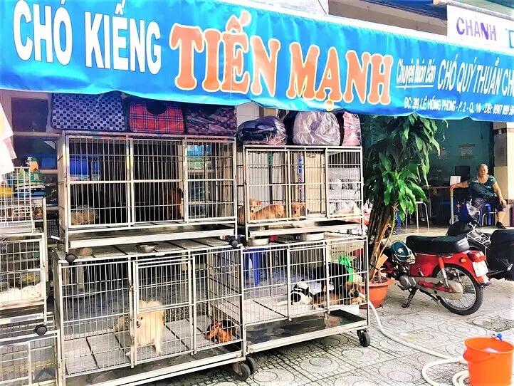 ベトナムのペット事情～ホーチミンで猫を飼ってみた〜