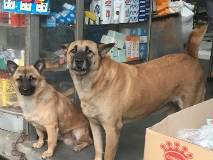 ホーチミンでベトナム伝統木彫り体験を　～「TAY TAY WORKSHOP（タイタイ・ワークショップ）」