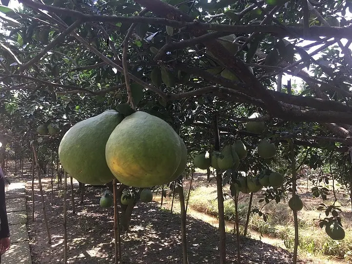 ホーチミンから足を延ばして。ザボン村を訪ねる