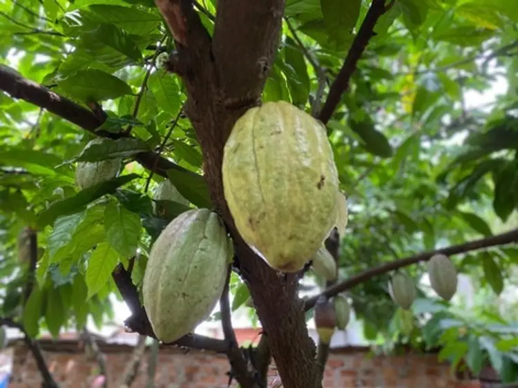 サイゴン・ブルー・トラベル