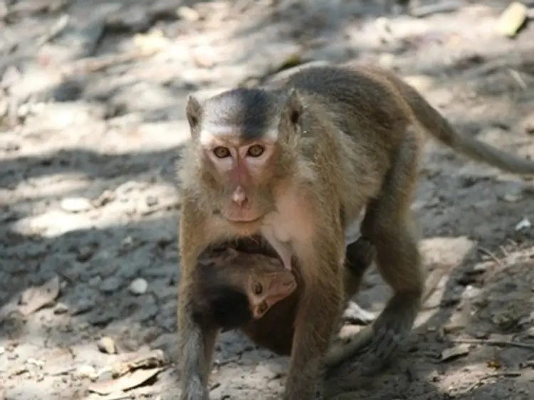 サイゴン・ブルー・トラベル