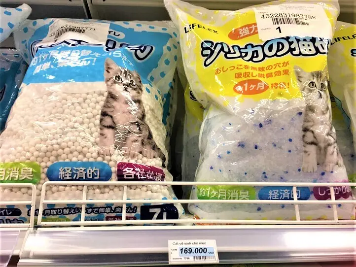 ベトナムで猫の飼い方