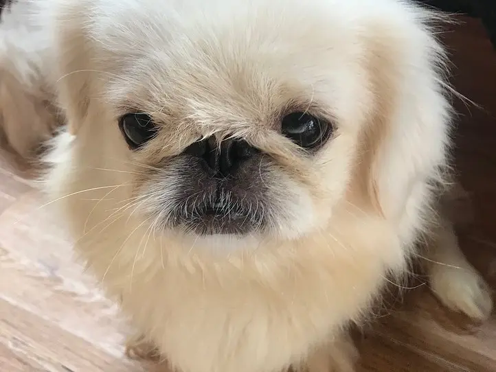 癒し空間！ホーチミンで犬カフェに行くなら、Hachiko Coffee