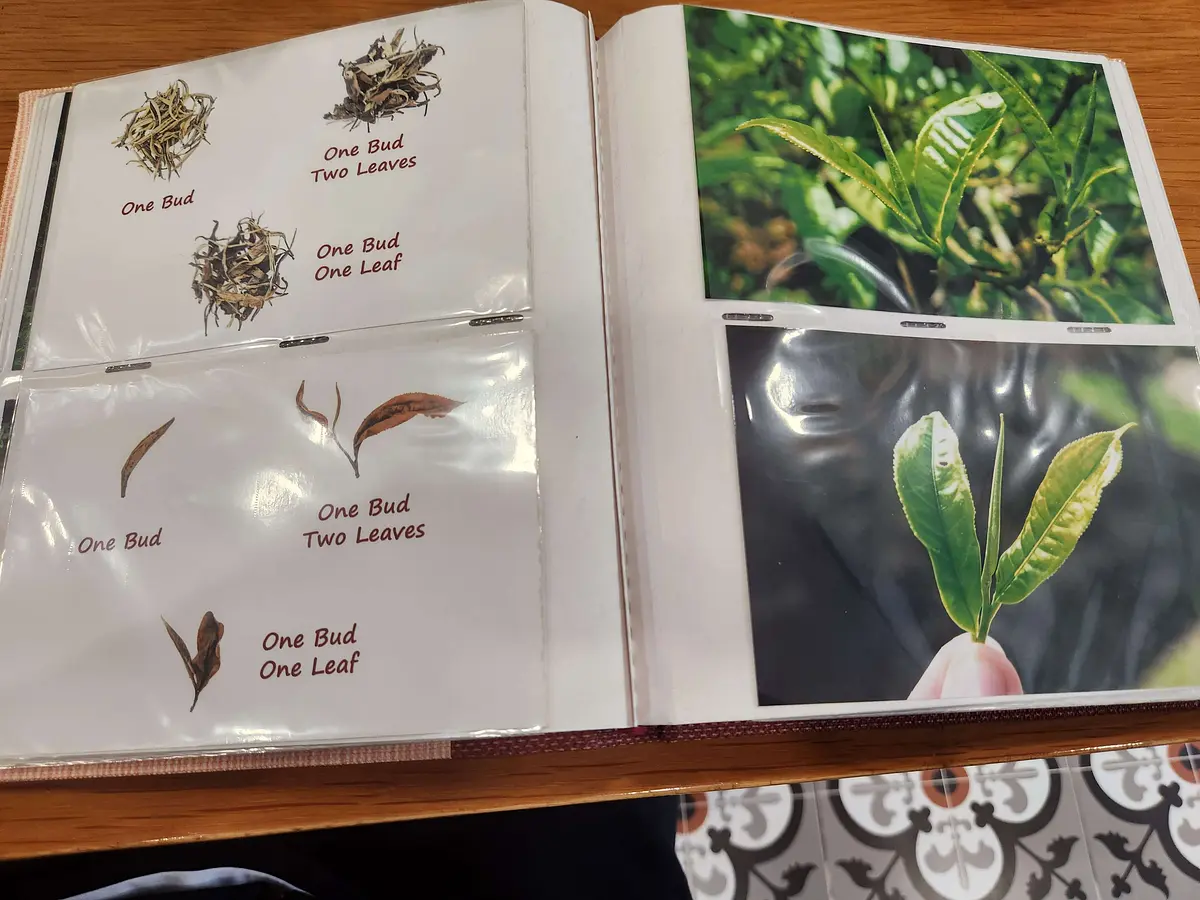 日本人が知らないベトナムのお茶の魅力