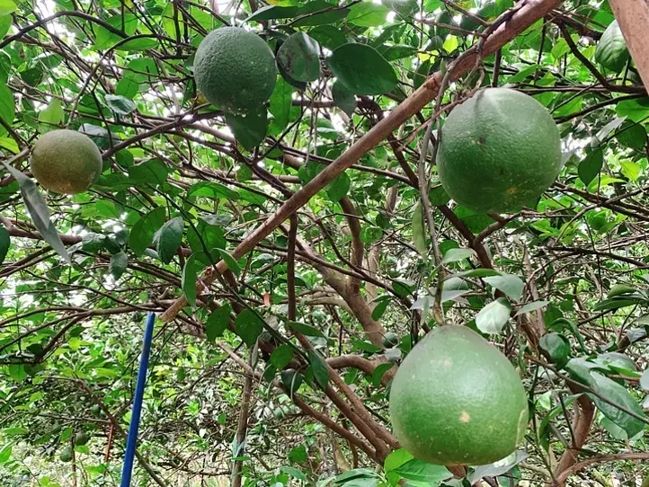 【週末特集】ホーチミンからザボン村まで電車で行ってみよう