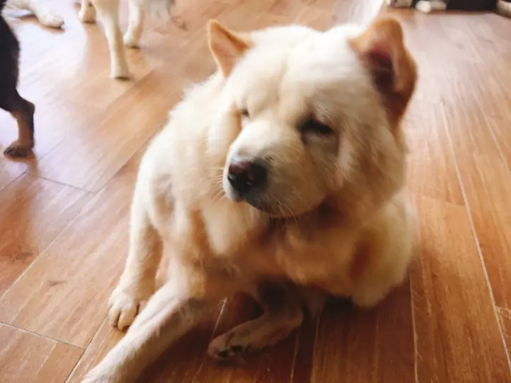ベトナムのペット事情～ホーチミンで猫を飼ってみた〜