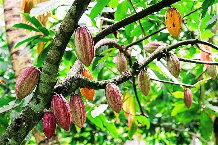ベトナムのお土産、何を選ぶ？ 長年の悩みを解いてくれた「大人のチョコレート」の話