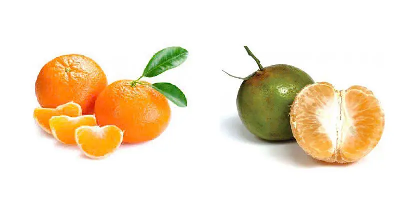 ベトナム 市場！一度は味わいたい魅力的な南国フルーツ14選 