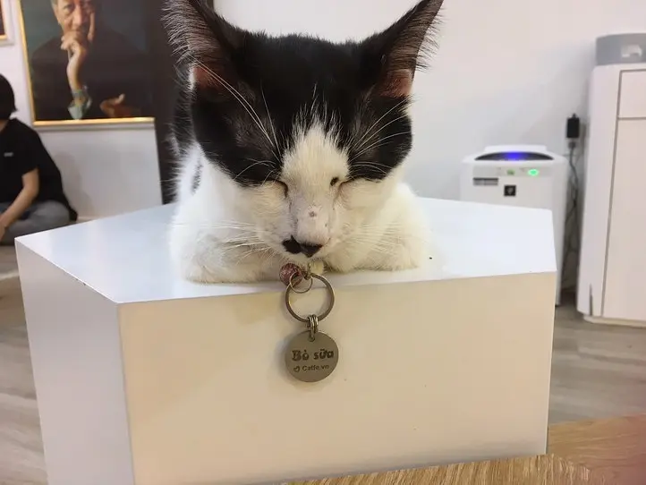 ホーチミンの猫カフェ「CATFE」に行ってみた