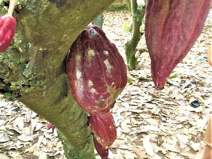 旅をしながら男女が出会える「旅コンinカカオ農園」に参加してみた