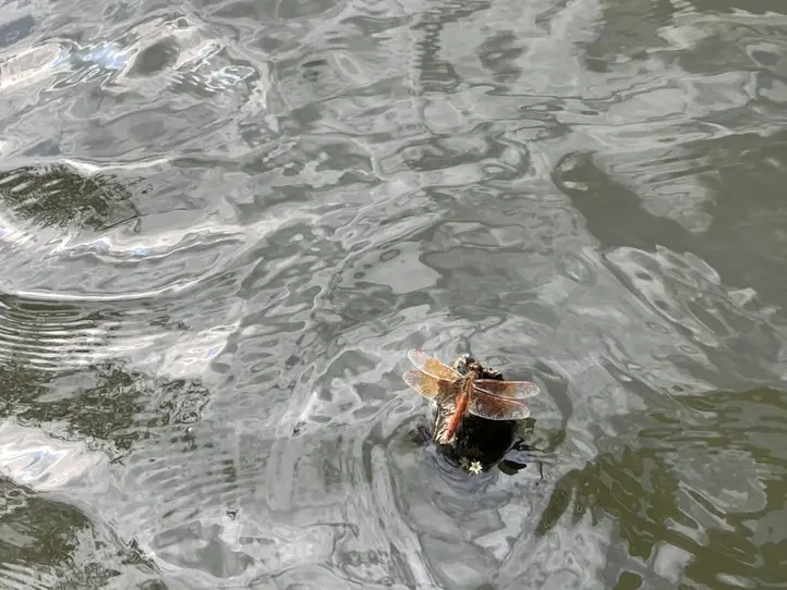 　ホーチミン市内バスに乗ってみた＆郊外の公園に行ってみた