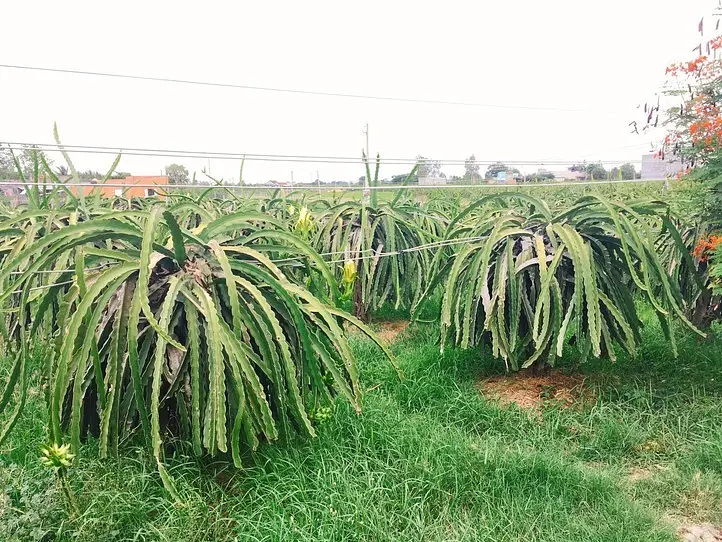 ドラゴンフルーツ畑に行ってみた