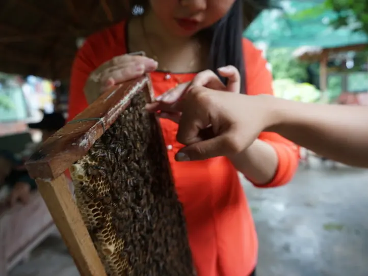 メコン川クルーズ・ツアーに行くならこれがオススメ！〜サイゴンブルートラベルのツアーに参加してみた〜