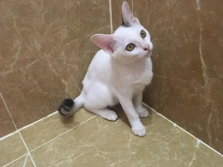 ベトナムのペット事情～ホーチミンで猫を飼ってみた〜