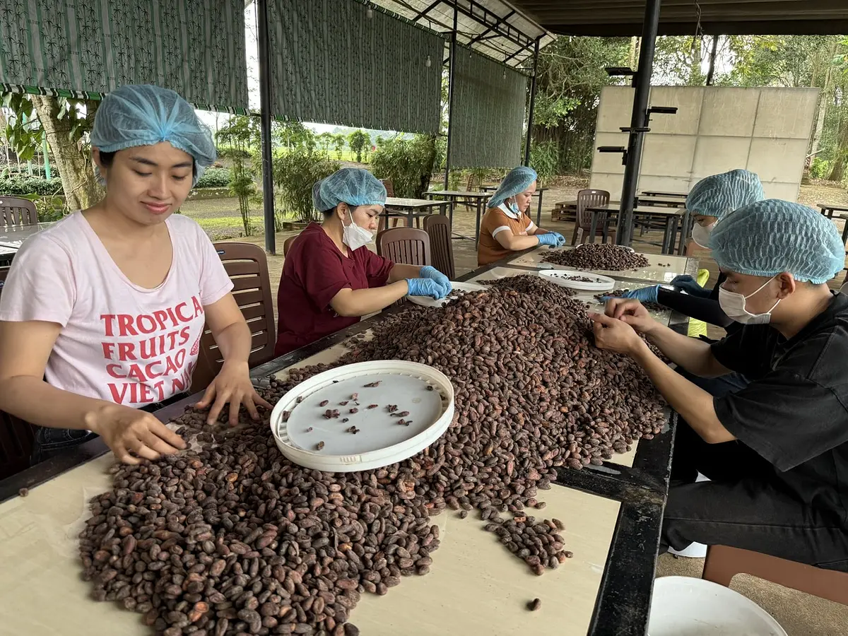 BINON CACAO の物語【後編】—ベトナムカカオ、その多彩な個性