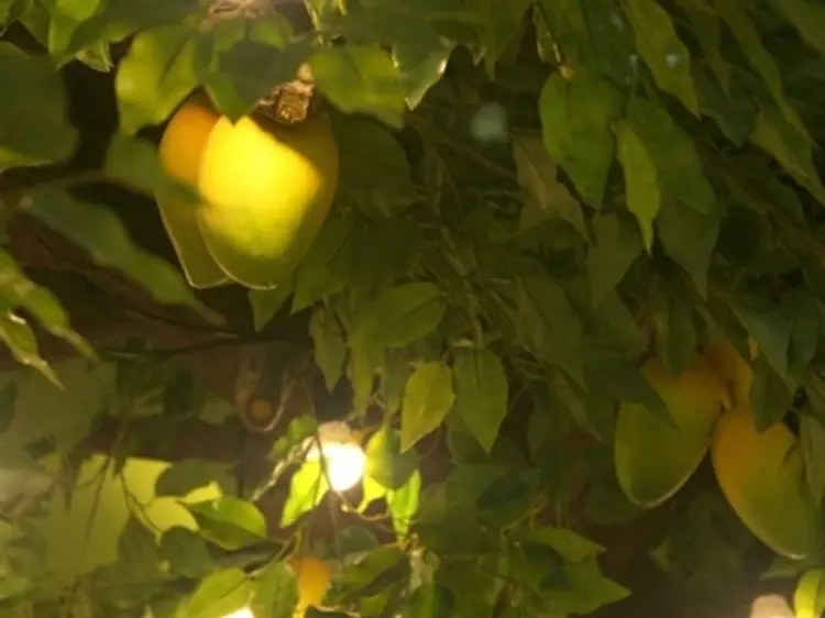 マンゴー・ツリー