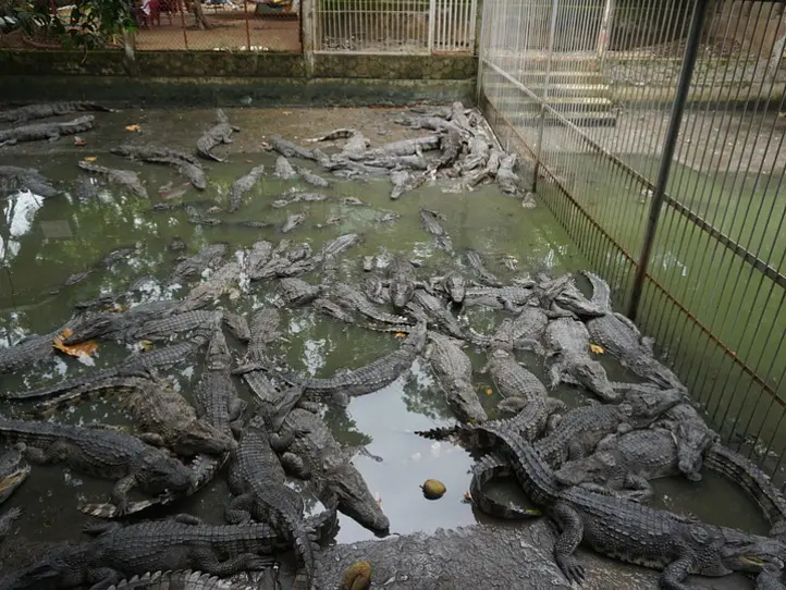 メコン川クルーズ・ツアーに行くならこれがオススメ！〜サイゴンブルートラベルのツアーに参加してみた〜