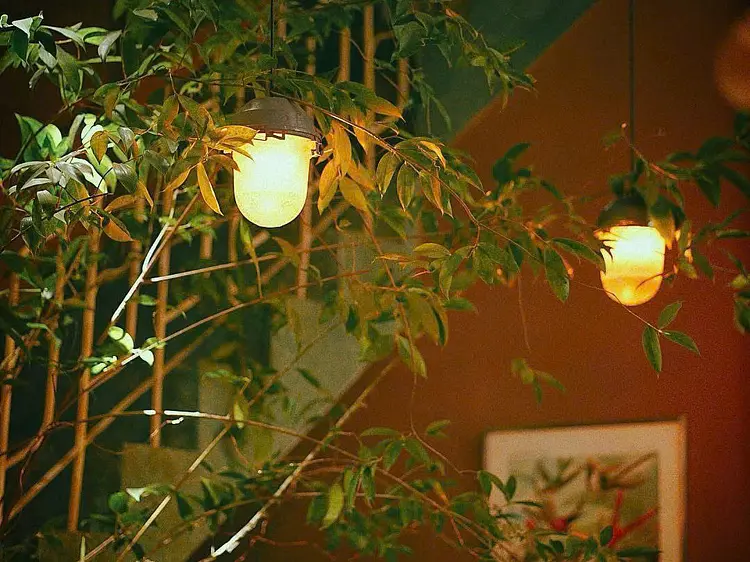 サオサク カフェ＆プランツ