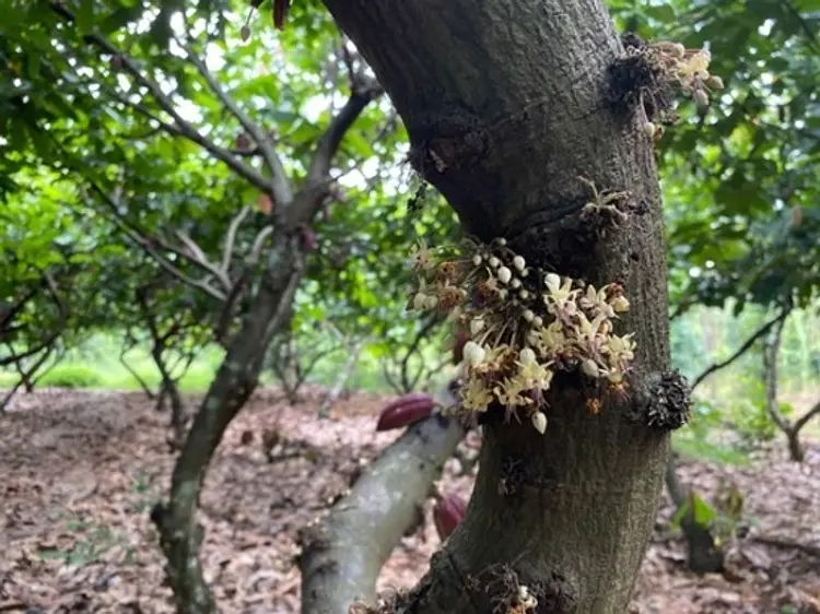 サイゴン・ブルー・トラベル