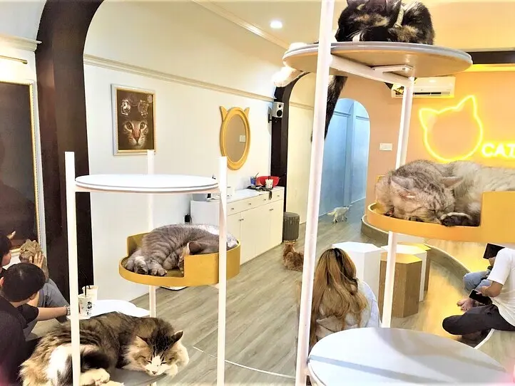 ホーチミンの猫カフェ「CATFE」に行ってみた