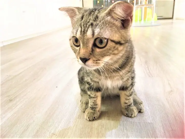 ホーチミンの猫カフェ「CATFE」に行ってみた