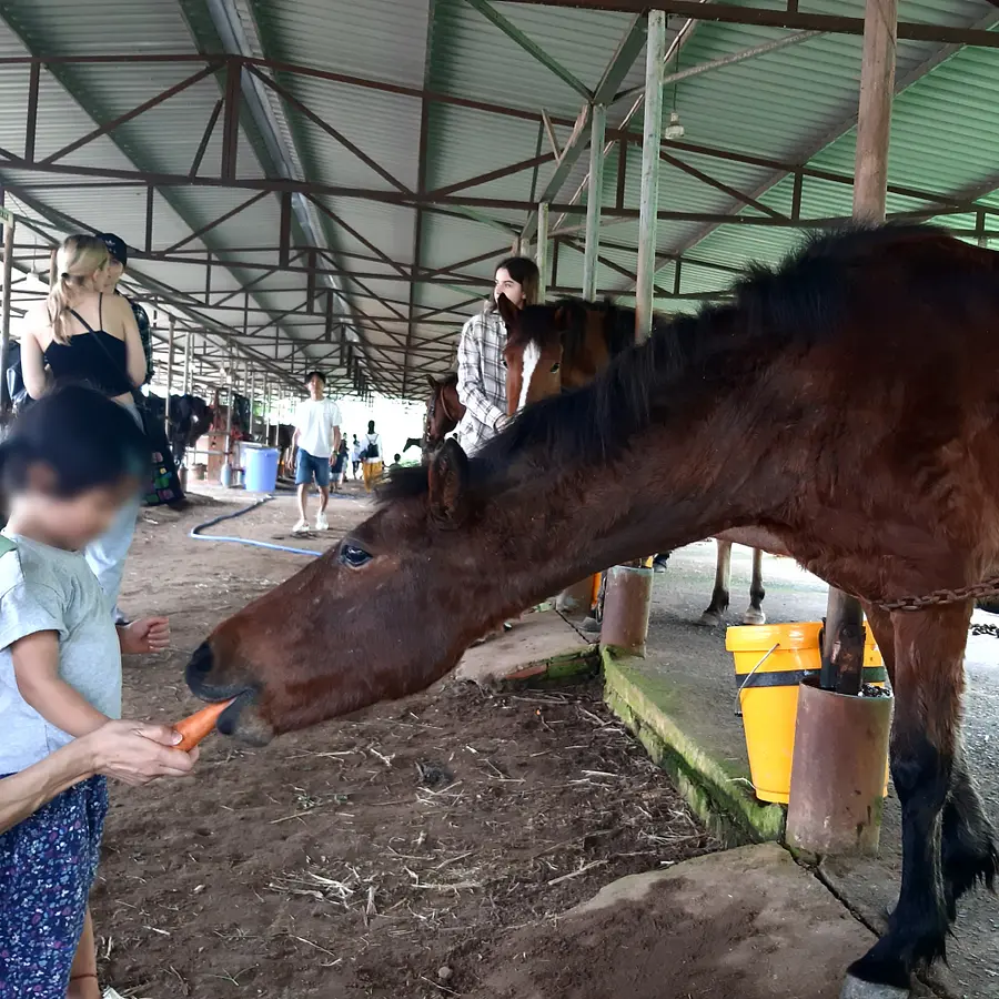 ホーチミン市から30分で行ける乗馬クラブ「Saigon Pony Club」に行ってみた