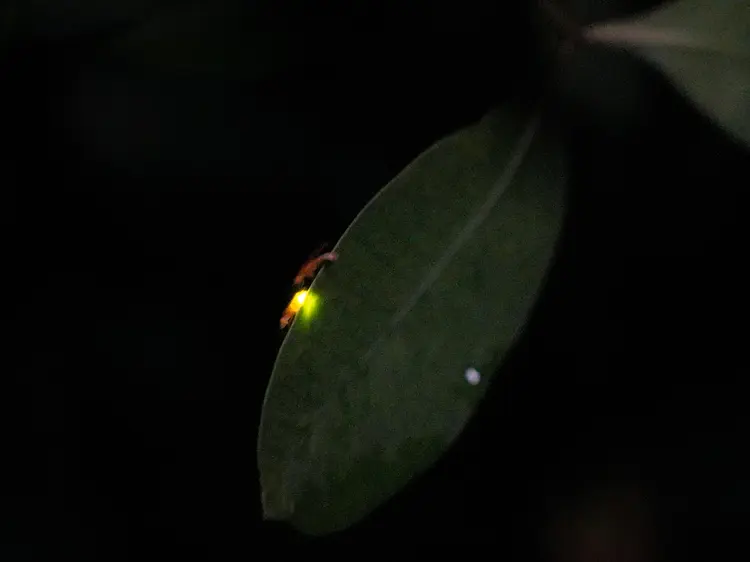 サイゴン・ブルー・トラベル