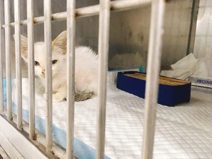 ベトナムのペット事情～ホーチミンで猫を飼ってみた〜