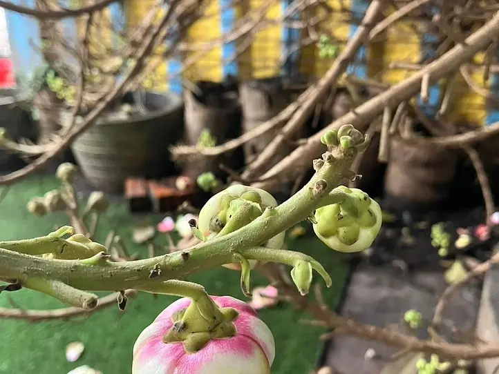 　【プノンペン】ローカルなコーヒー屋さんでコーヒーを飲もう！