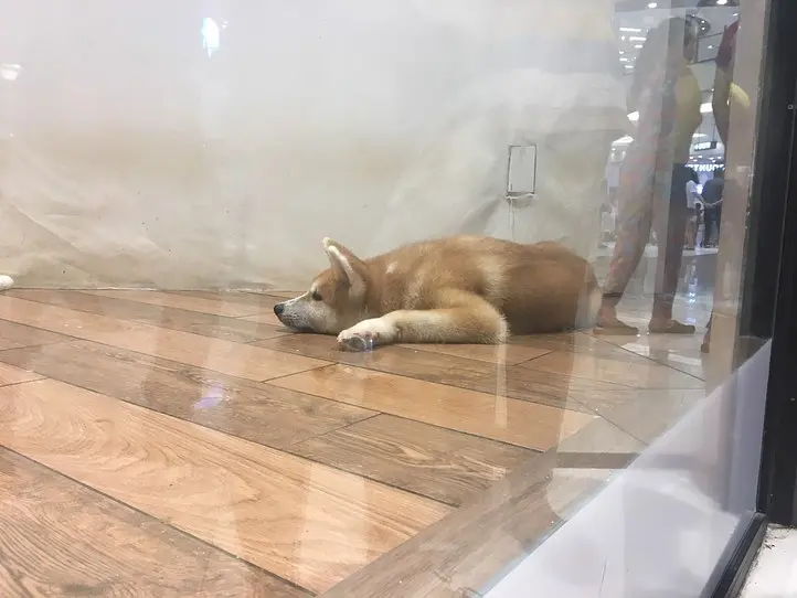 ベトナムのペット事情～ホーチミンで猫を飼ってみた〜