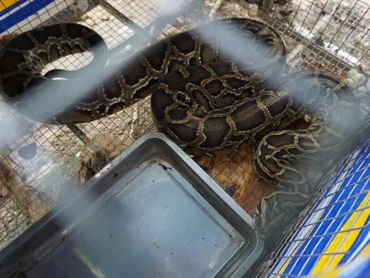 メコン川クルーズ・ツアーに行くならこれがオススメ！〜サイゴンブルートラベルのツアーに参加してみた〜