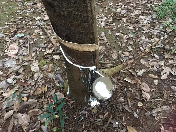 旅をしながら男女が出会える「旅コンinカカオ農園」に参加してみた