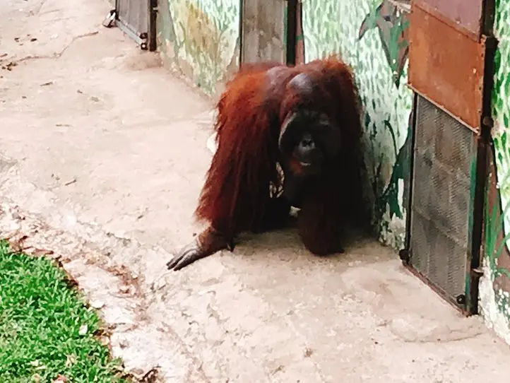 子供から大人まで楽しむことができる、歴史あるサイゴン動植物園