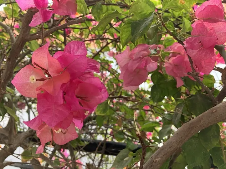 　【プノンペン】20ドル以下で泊まれる格安ホテル２選