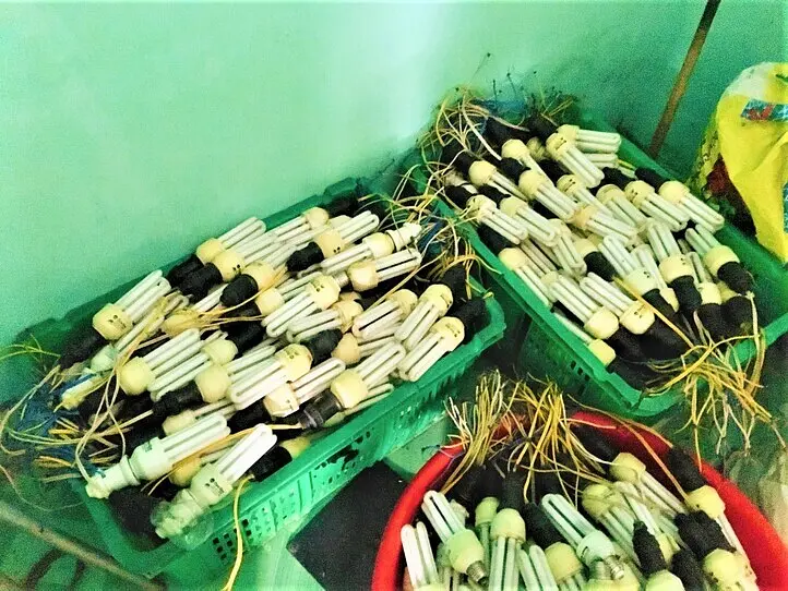 ドラゴンフルーツ畑に行ってみた