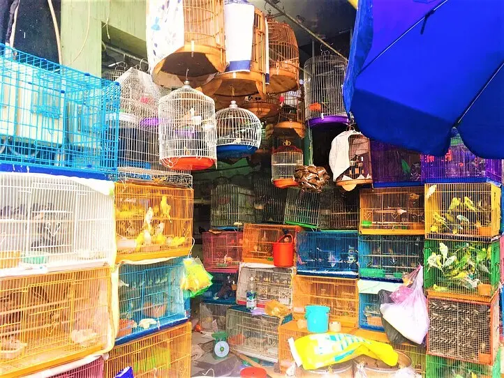 ベトナムのペット事情～ホーチミンで猫を飼ってみた〜