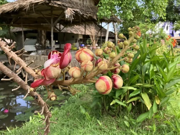 　ホーチミン市内バスに乗ってみた＆郊外の公園に行ってみた