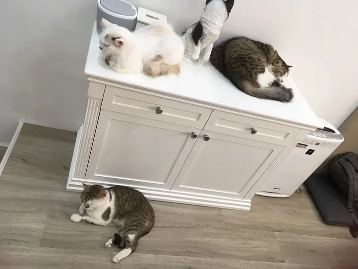 ホーチミンの猫カフェ「CATFE」に行ってみた