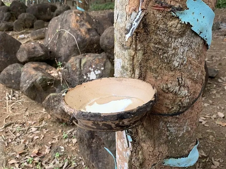 日帰りトリップ！現地ツアーに参加してBINON CACAO PARK(ビノンカカオパーク)でベトナム産カカオについて知ろう！