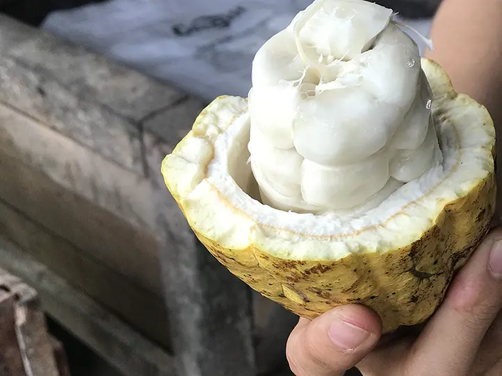 ホーチミン定番観光メコン川クルーズに飽きた！？メコン川ツアー近くのチョコレート工場がおすすめの現地ツアー
