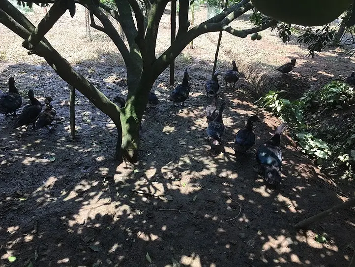 ホーチミンから足を延ばして。ザボン村を訪ねる