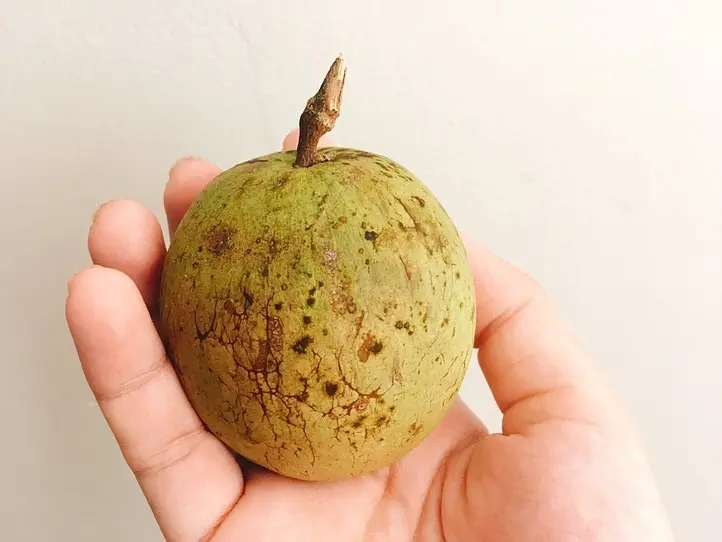 ベトナムのミルクメロン「おっぱいフルーツ」って何??　買い方・食べ方を解説！