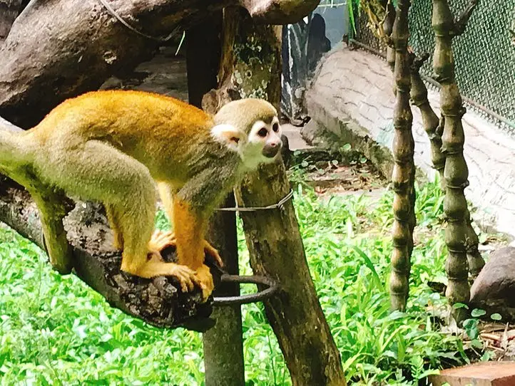 子供から大人まで楽しむことができる、歴史あるサイゴン動植物園