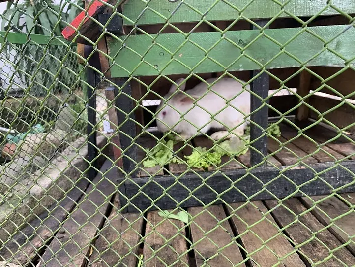 ２区のペットカフェ「PET ME」ペットミーで休校期間も楽しもう