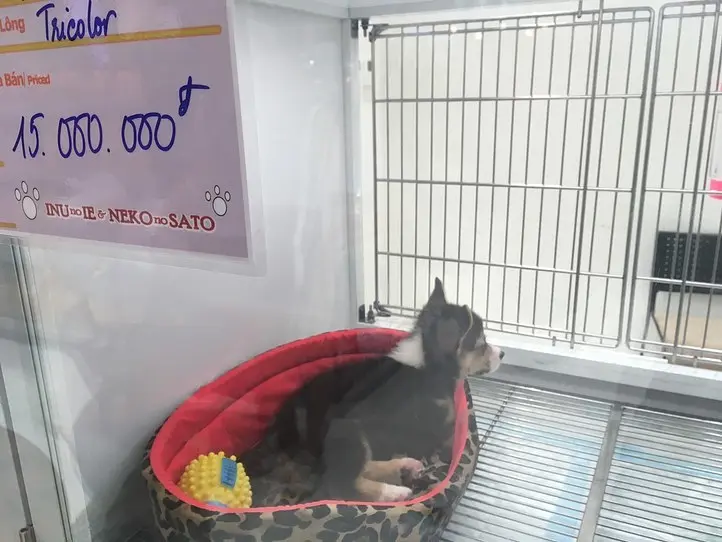 ベトナムのペット事情～ホーチミンで猫を飼ってみた〜