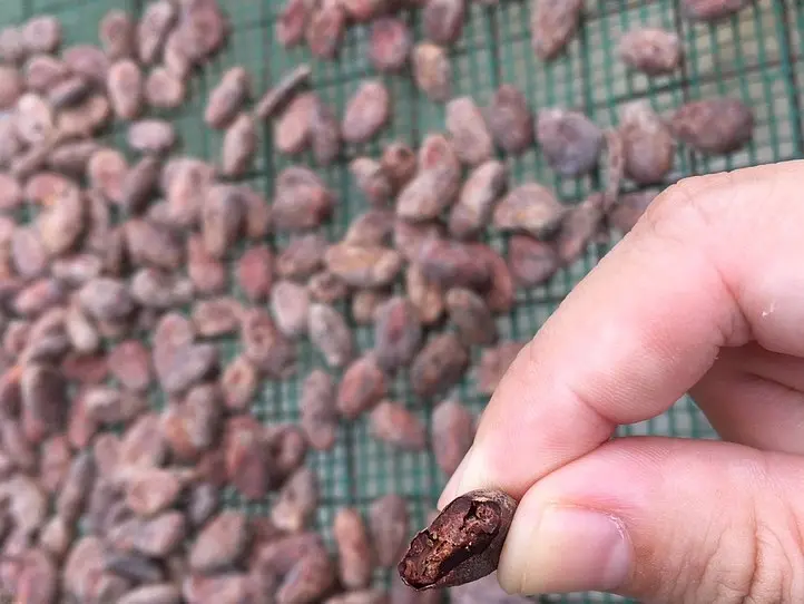 旅をしながら男女が出会える「旅コンinカカオ農園」に参加してみた