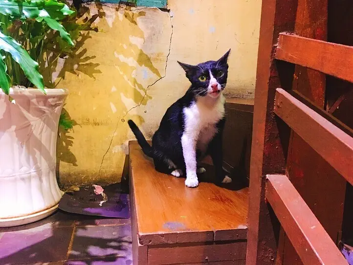 中心街のお手頃ベトナム料理レストラン「ゴックチャウガーデン」