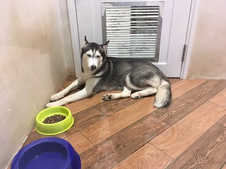 ベトナムのペット事情～ホーチミンで猫を飼ってみた〜