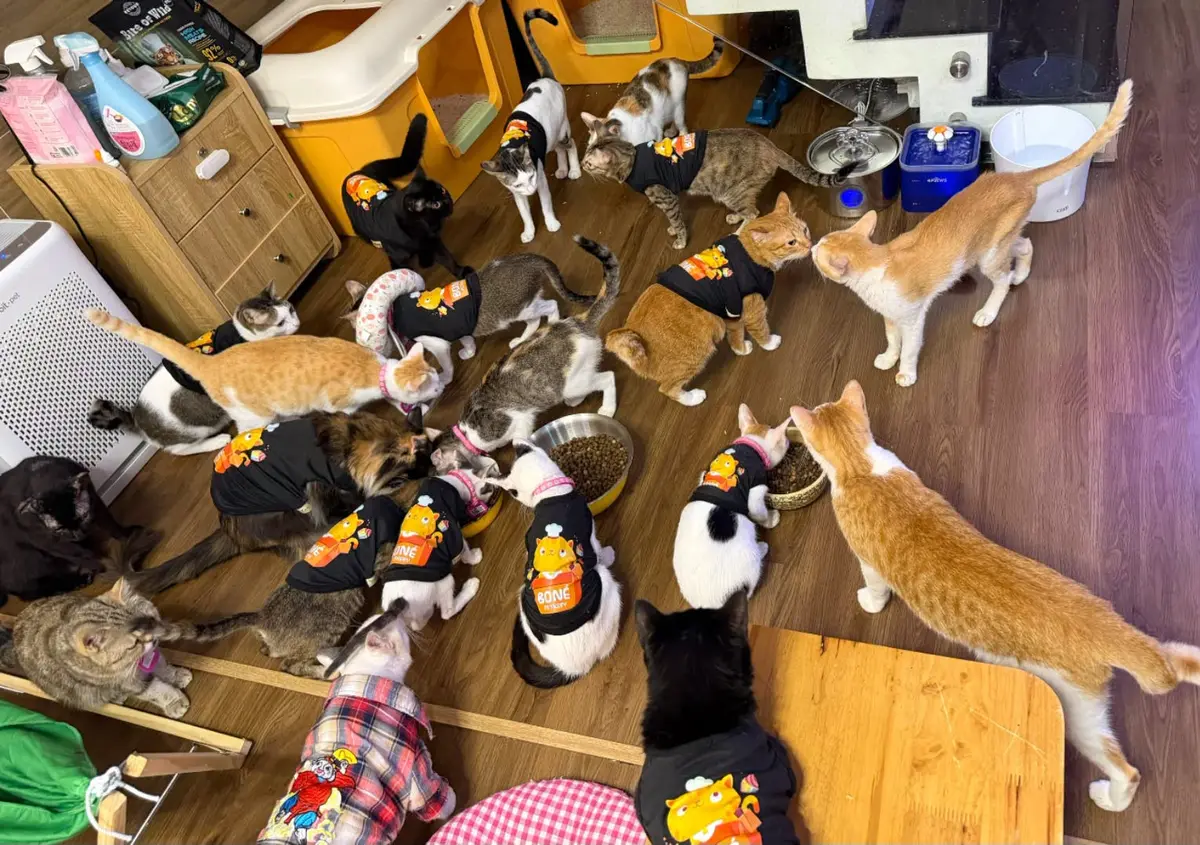ホーチミン市の猫カフェ2選｜CATFEとBoNé Petkeryを紹介